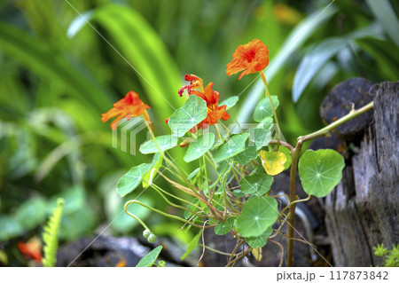 This is a picture of wild flowers growing in nature. This is a picture of wild flowers growing in nature. 117873842
