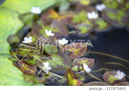 This is a picture of wild flowers growing in nature. 117873843