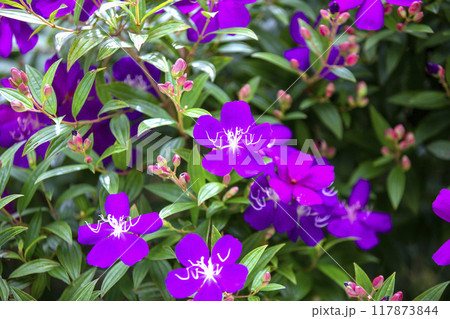 This is a picture of wild flowers growing in nature. 117873844