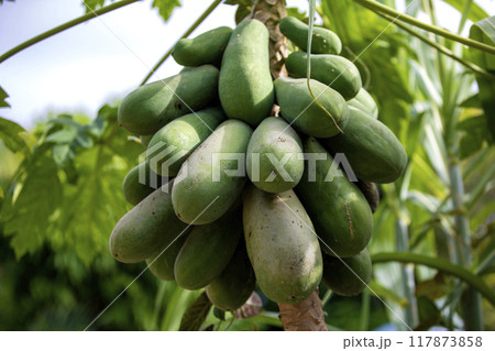 This is a picture of a papaya tree growing in nature. This is a picture of a papaya tree growing in nature. 117873858