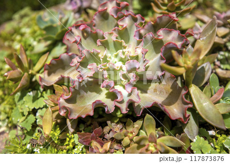 This is a picture of succulent plants growing in nature. 117873876