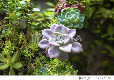 This is a picture of succulent plants growing in nature. This is a picture of succulent plants growing in nature. 117873878