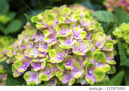 This is a picture of hydrangeas growing in nature. This is a picture of hydrangeas growing in nature. 117873891