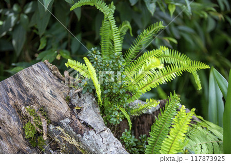 This is a picture of plants growing in nature. This is a picture of plants growing in nature. 117873925