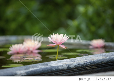 This is a picture of lotus flowers growing in nature. 117873937