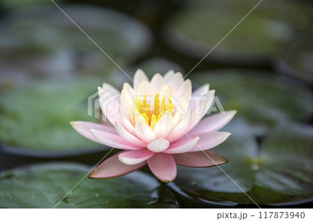 This is a picture of lotus flowers growing in nature. 117873940