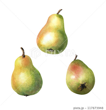A set of pear fruits. Hand drawn botanical watercolor illustration isolated on white background. For clip art cards menu label package A set of pear fruits. Hand drawn botanical watercolor illustration isolated on white background. For clip art cards menu label package 117873948