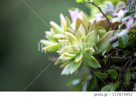 This is a picture of succulent plants growing in nature. 117873952