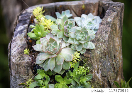 This is a picture of succulent plants growing in nature. 117873953