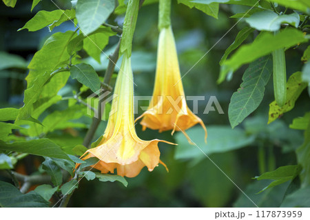 This is a picture of an angel trumpet flower blooming beautifully in nature. This is a picture of an angel trumpet flower blooming beautifully in nature. 117873959