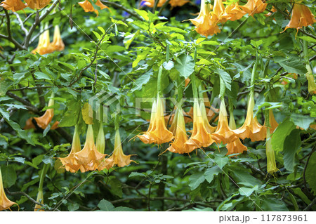 This is a picture of an angel trumpet flower blooming beautifully in nature. This is a picture of an angel trumpet flower blooming beautifully in nature. 117873961