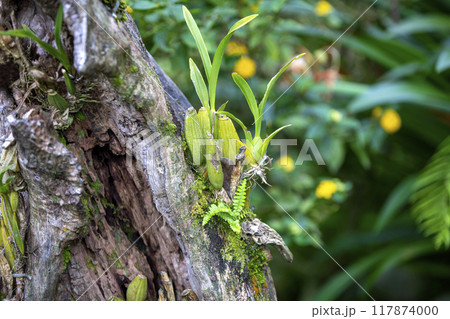 This is a picture of Maxillaria living in nature.This is a picture of Maxillaria living in nature. This is a picture of Maxillaria living in nature.This is a picture of Maxillaria living in nature. 117874000