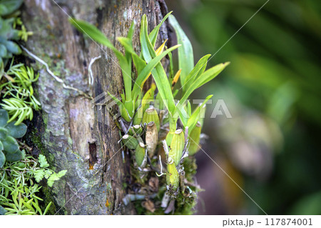 This is a picture of Maxillaria living in nature.This is a picture of Maxillaria living in nature. 117874001