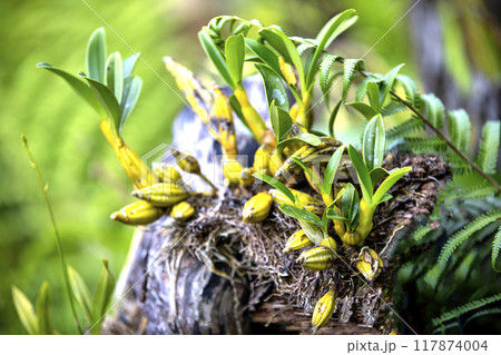 This is a picture of Maxillaria living in nature.This is a picture of Maxillaria living in nature. 117874004