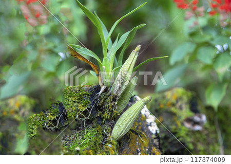 This is a picture of Maxillaria living in nature.This is a picture of Maxillaria living in nature. This is a picture of Maxillaria living in nature.This is a picture of Maxillaria living in nature. 117874009