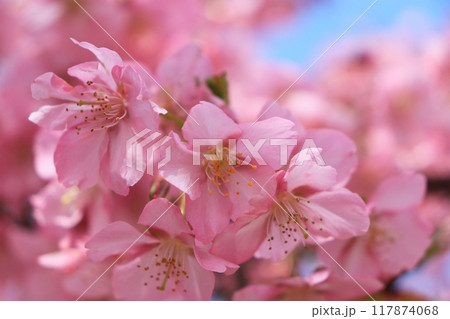 春先に美しく咲いた河津桜の花 117874068