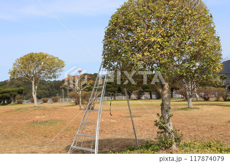 公園の木の樹形を整える剪定作業 公園の木の樹形を整える剪定作業 117874079