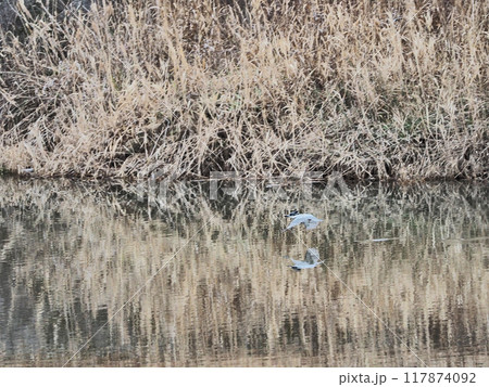 川の水面を飛ぶカワセミ科最大の鳥ヤマセミ 117874092