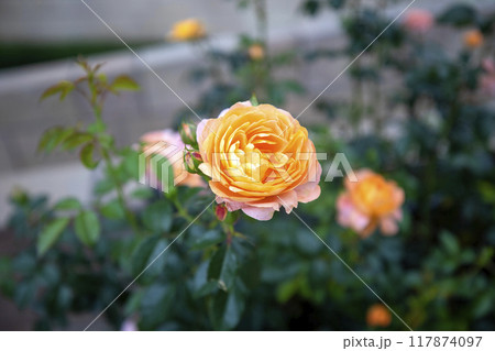 This is a picture of a rose growing in nature. 117874097