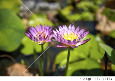 This is a picture of lotus flowers growing in nature. 117874113