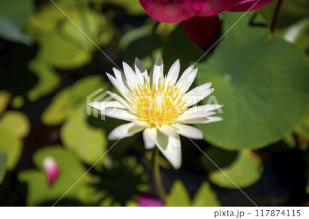 This is a picture of lotus flowers growing in nature. 117874115