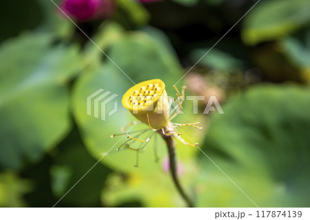 This is a picture of a lotus flower growing in nature. 117874139
