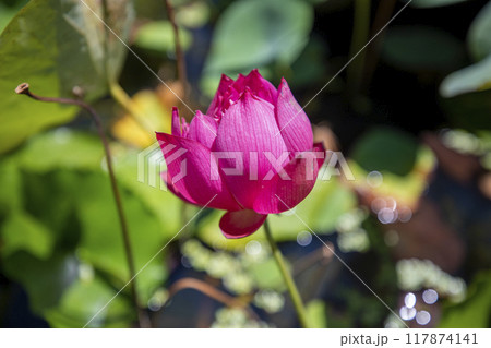 This is a picture of a lotus flower growing in nature. This is a picture of a lotus flower growing in nature. 117874141