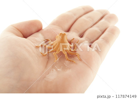 image of octopus hand white background 117874149