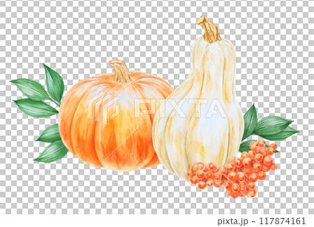 Orange and white pumpkins, rowan berries, green leaves illustration. Hand drawn watercolor isolated clip art with fall vegetables and plants for banner template, Halloween prints, farm goods packing Orange and white pumpkins, rowan berries, green leaves illustration. Hand drawn watercolor isolated clip art with fall vegetables and plants for banner template, Halloween prints, farm goods packing 117874161