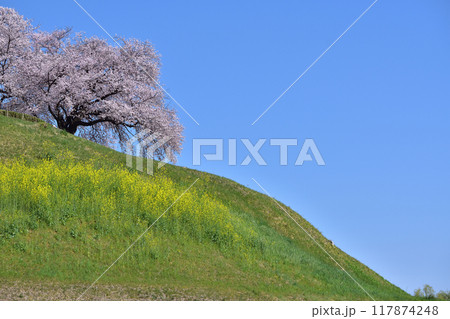 さきたま古墳群・丸墓山古墳の桜 さきたま古墳群・丸墓山古墳の桜 117874248