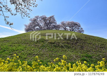 さきたま古墳群・丸墓山古墳の桜と菜の花 117874249