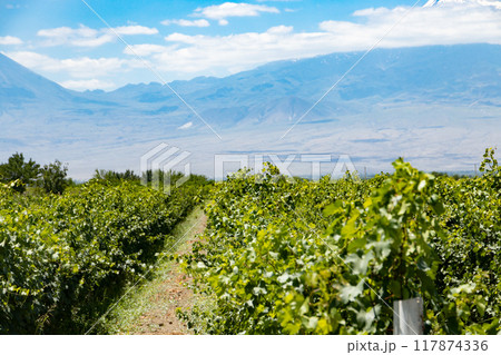 Symphony of Grapevines 117874336