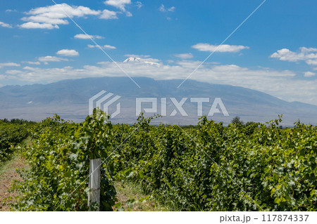 Symphony of Vines Symphony of Vines 117874337