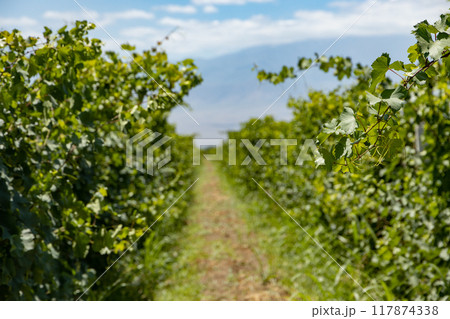 Serene Trail Serene Trail 117874338