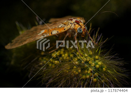 Moth, Close up of a moth on a plant in the rainforest. Night butterfly  117874404