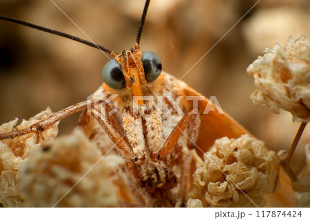 Moth, Close up of a moth on a plant in the rainforest. Night butterfly Moth, Close up of a moth on a plant in the rainforest. Night butterfly 117874424
