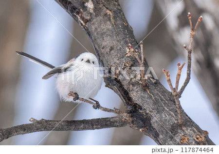 冬の北海道で木の枝に止まるシマエナガ 冬の北海道で木の枝に止まるシマエナガ 117874464