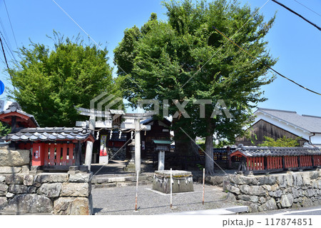 大津坂本・大将軍神社のスダジイ 大津坂本・大将軍神社のスダジイ 117874851