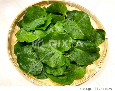 おかわかめ(アカザカズラ)5 おかわかめ(アカザカズラ)5 117875029