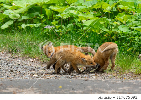 フキの生える道端でじゃれあう子ギツネ フキの生える道端でじゃれあう子ギツネ 117875092
