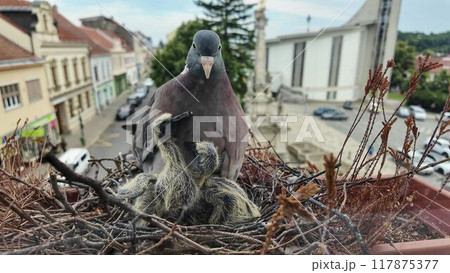 Doves with squabs. Squabs demanding to be fed. Dove feeds the baby pigeons. The baby pigeons are four days old. The concept of pigeon life in the city Doves with squabs. Squabs demanding to be fed. Dove feeds the baby pigeons. The baby pigeons are four days old. The concept of pigeon life in the city 117875377
