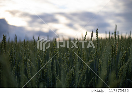 Twilight Whispers Over a Verdant Wheat Field Twilight Whispers Over a Verdant Wheat Field 117875426