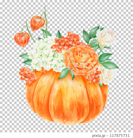 Pumpkin, orange and white roses, physalis, rowan berries, cream hydrangea inflorescence. Hand drawn watercolor isolated illustration with fall vegetable and plants. Cut out botanical harvest clipart Pumpkin, orange and white roses, physalis, rowan berries, cream hydrangea inflorescence. Hand drawn watercolor isolated illustration with fall vegetable and plants. Cut out botanical harvest clipart 117875731
