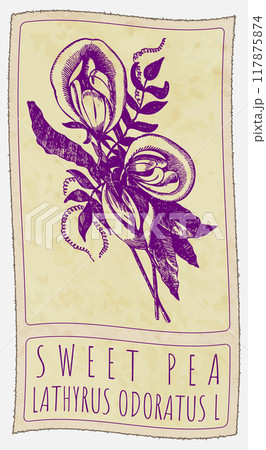 Vector drawing SWEET PEA in Chinese. Hand drawn illustration. Latin name is LATHYRUS ODORATUS L 117875874