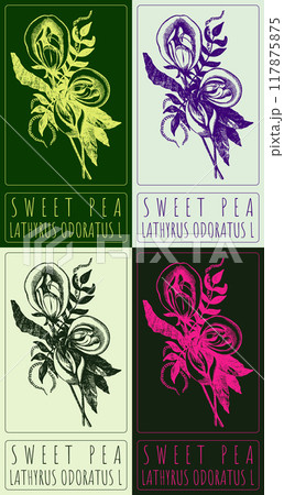 Set of vector drawing SWEET PEA in Chinese in various colors. Hand drawn illustration. Latin name is LATHYRUS ODORATUS L. 117875875