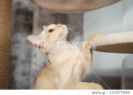 A Burmese shorthair kitten climbs a cat tree. 117875940