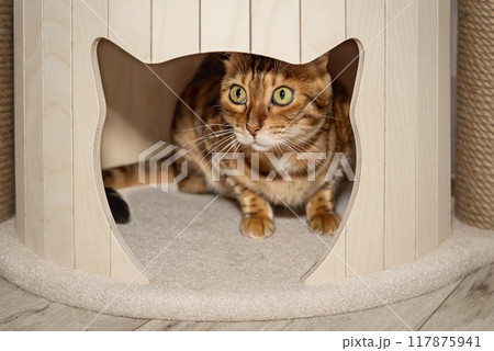 Bengal cat in cat house. 117875941