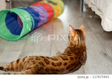 Bengal cat on the floor in the room. 117875943