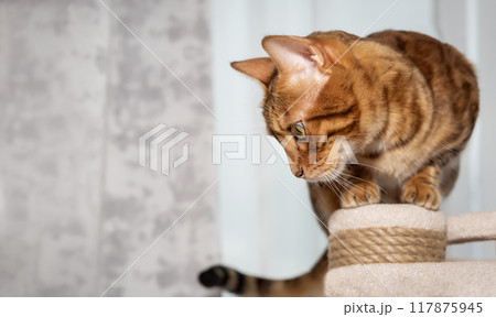 Bengal cat playing on cat tree. Bengal cat playing on cat tree. 117875945