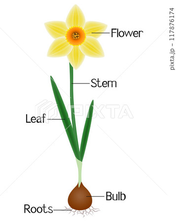 An illustration showing parts of a daffodil plant. An illustration showing parts of a daffodil plant. 117876174